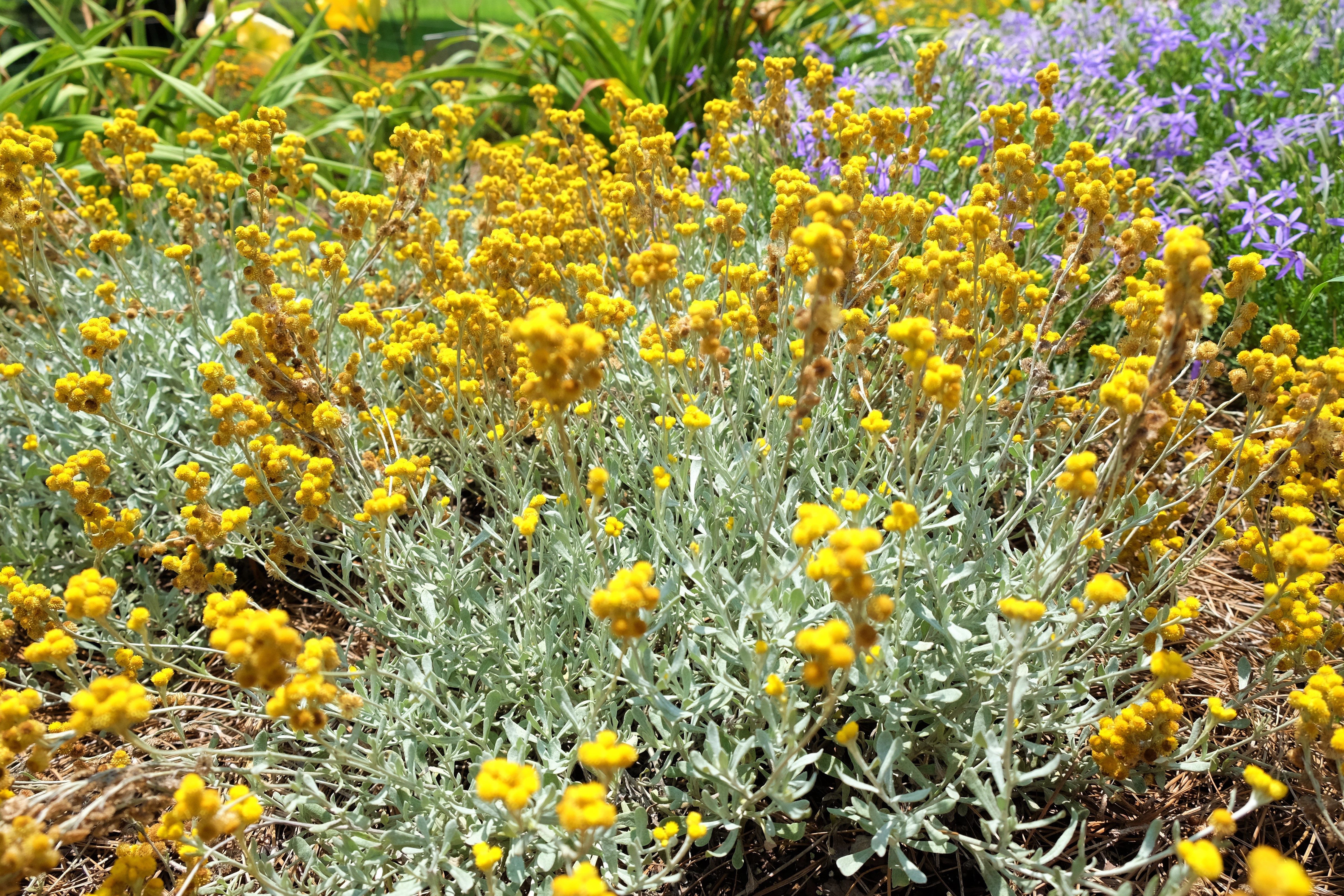 Chrysocephalum Flambe Yellow AshleyJPG